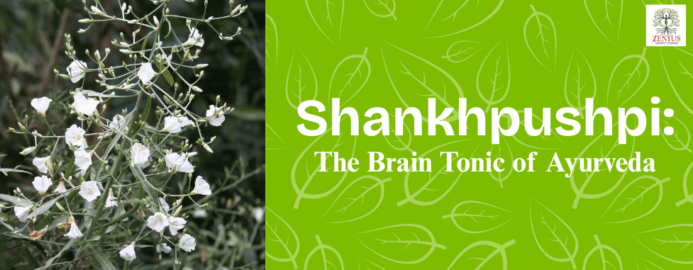 Shankhpushpi